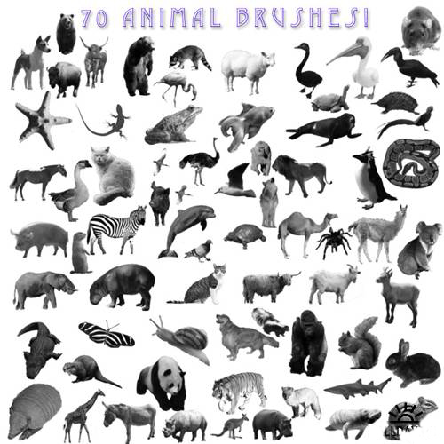高清晰动物、宠物、家畜、昆虫、鸟类PS笔刷