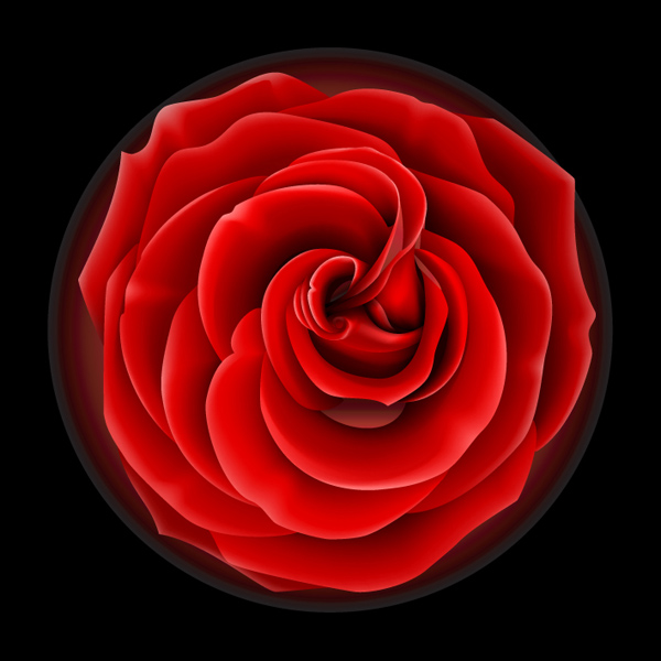 玫瑰花矢量素材