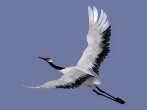 3D model of red-crowned cranes flying 
