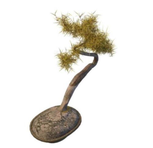 Outdoor yellow conifer bonsai model