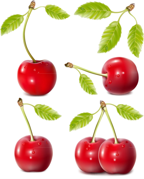 4 vivid red cherry vector material