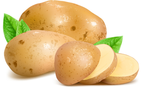 Fresh potatoes and slice vector material