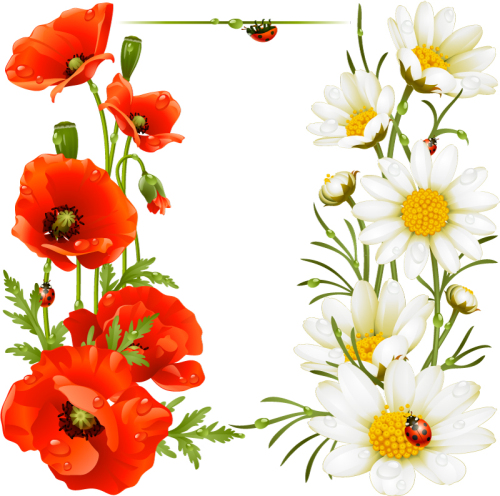 Beautiful poppies and daisies vector material